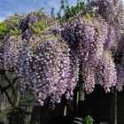 Thompson & Morgan Wisteria Prolific 1.5 Litre Potted Plant x 3