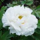 Thompson & Morgan Paeonia (Tree peony) White 12cm Potted Plant x 1