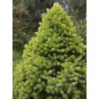 Thompson & Morgan Picea Glauca Daisys White 2 Litre Potted Plant x 1