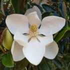 Thompson & Morgan Magnolia grandiflora Little Gem 17cm (2 Litre) Potted Plant x 1