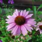 Thompson & Morgan Echinacea Purpurea Primadonna Deep Pink 1 Litre Potted Plant x 1