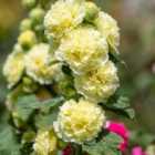 Thompson & Morgan Hollyhock (Alcea) Chater's Double Yellow 1 Litre Potted Plant x 1