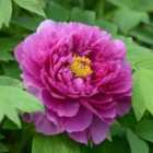 Thompson & Morgan Paeonia (Tree peony) Purple 12cm Potted Plant x 1