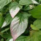 Thompson & Morgan Actinidia Kolomikta 2 Litre Potted Plant x 1