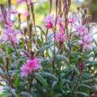 Thompson & Morgan Gaura Lindheimeri Crimson Butterflies 1 Litre Potted Plant x 1