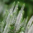 Thompson & Morgan Veronica spicata Snow Candles 2 Litre Potted Plant x 1