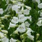 Thompson & Morgan Penstemon White Bedder 1 Litre Potted Plant x 1