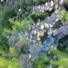 Thompson & Morgan Sedum sieboldii mediovariegatum 8.5cm Potted Plant x 3