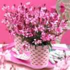 Thompson & Morgan Gaura Gaudi Rose 2 Litre Potted Plant x 1