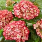 Thompson & Morgan Hydrangea Beauty of Boskoop 2 Litre Potted Plant x 1