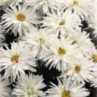Thompson & Morgan Leucanthemum x Superbum Crazy Daisy 1 Litre Potted Plant x 1