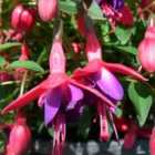 Thompson & Morgan Fuchsia Tom Thumb 1 Litre Potted Plant x 1