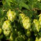 Thompson & MorganHumulus Lupulus Hop 9Cm Potted Plant X 3