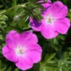 Thompson & Morgan Geranium oxonianum Rose Clair 1 Litre Potted Plant x 2
