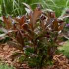 Thompson & Morgan Viburnum odoratissimum Coppertop 9cm Potted Plant x 1