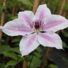Thompson & Morgan Clematis Nelly Moser 3 Litre Potted Plant x 1