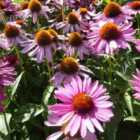 Thompson & Morgan Echinacea Purpurea Rubinstern 1 Litre Potted Plant x 2