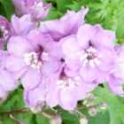 Thompson & Morgan Delphinium Magic Fountains Cherry Blossom 1 Litre Potted Plant x 2