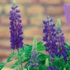 Thompson & Morgan Lupin Gallery Blue 3 Litre Potted Plant x 1