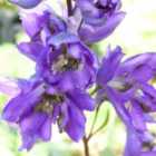 Thompson & Morgan Delphinium Fountain Dark Blue Dark Bee 3 Litre Potted Plant