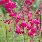 Thompson & Morgan Penstemon Garnet 3 Litre Potted Plant x 1