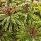 Thompson & Morgan Euphorbia x Martini Ascot Rainbow 3 Litre Potted Plant x 1