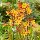 Thompson & Morgan Crocosmia נcrocosmiiflora Harlequin?2 Litre Potted Plant x 1