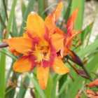 Thompson & Morgan Crocosmia x Crocosmiiflora Emily Mckenzie 1 Litre Potted Plant x 1