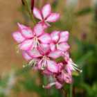 Thompson & Morgan Gaura Rosy Jane 3 Litre Potted Plant x 1
