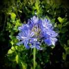Thompson & Morgan Agapanthus Blue Umbrella 9cm Pot x 1 - Outdoor Garden Plants, Ideal for Pots and Containers