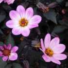 Thompson & Morgan Dahlia Happy Days Pink 1 Litre Pot X 1