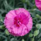 Thompson & Morgan Dianthus Scent First Tickled Pink 1 Litre Potted Plant x 1