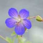 Thompson & Morgan Geranium Johnsons Blue 3 Litre Potted Plant x 1