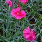 Thompson & Morgan Dianthus Cosmopolitan 1 Litre Potted Plant x 1