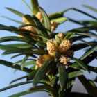 Thompson & Morgan Taxus Baccata Fastigiata Robusta 2 Litre Potted Plant x 1