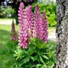 Thompson & Morgan Lupin Gallery Pink 1 Litre Potted Plant x 1