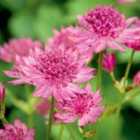 Thompson & Morgan Astrantia Roma 1 Litre Potted Plant x 3