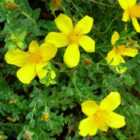 Thompson & Morgan Hypericum olympicum uniflorum (grandiflorum) 1 Litre Potted Plant x 1