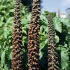 Thompson & Morgan Digitalis parviflora Milk Chocolate 1 Litre Potted Plant x 2