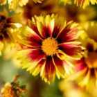 Thompson & Morgan Coreopsis Enchanted Eve 1 Litre Potted Plant x 2