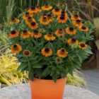 Thompson & Morgan Helenium Short N Sassy 3 Litre Potted Plant x 1