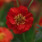 Thompson & Morgan Geum Blazing Sunset 1 Litre Potted Plant x 1