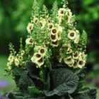 Thompson & Morgan Verbascum Dark Eyes 1 Litre Potted Plant x 1