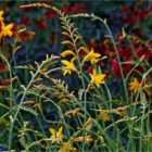 Thompson & Morgan Crocosmia George Davidson 1 Litre Potted Plant x 1