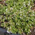 Thompson & Morgan Pulmonaria Sissinghurst White 9cm Potted Plant x 1