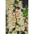 Thompson & Morgan Digitalis Purpurea Dalmatian Peach 1 Litre Potted Plant x 2
