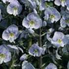 Thompson & Morgan Veronica Gentianoides 1 Litre Potted Plant x 2