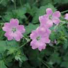 Thompson & Morgan Geranium endressii 1 Litre Potted Plant x 1