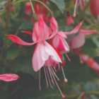 Thompson & Morgan Fuchsia Shrimp Cocktail 3 Litre Potted Plant x 2