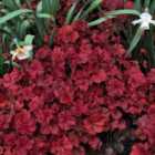 Thompson & Morgan Heuchera Cherry Cola 9cm Potted Plant x 1